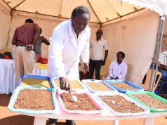 Kenyan teacher making oil, fuel and fodder from avocados