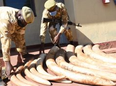 Four suspects arrested with tusks worth Sh5 million