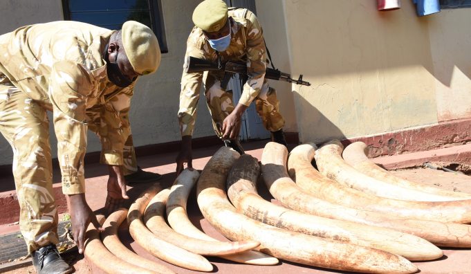 tUSKS 2