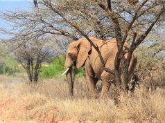 Here they come! Optimism as KWS spearheads drought mitigation efforts
