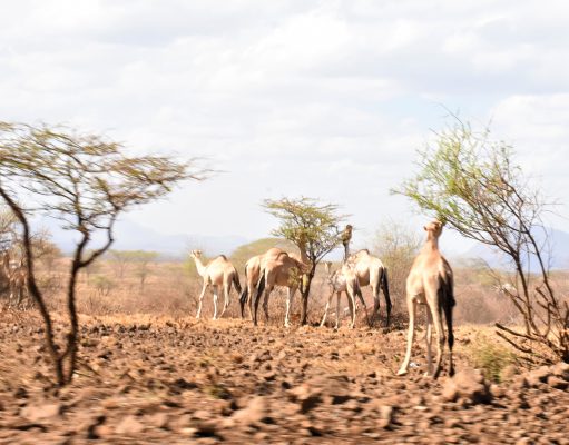 Kenya’s drought crisis worsens! Children and mothers in urgent need