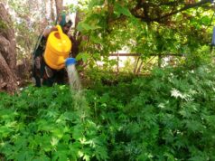 Women Network leading climate change mitigation in Isiolo
