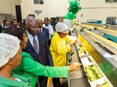 Transforming Kenya’s avocado industry, one Packhouse at a time